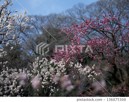 Red and white plum blossom landscape Red and white plum blossom landscape 136875308
