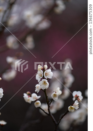 White plum blossoms with a farm in the background White plum blossoms with a farm in the background 136875309