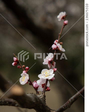 Plum blossoms telling the arrival of spring Plum blossoms telling the arrival of spring 136875310