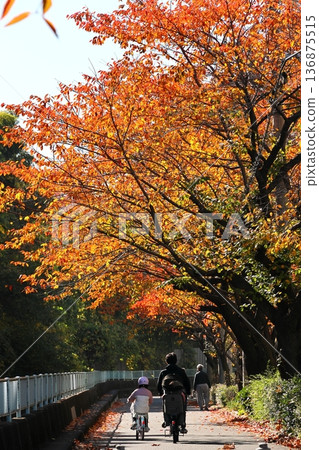 Autumnal cherry blossom trees, vertical position 136875515
