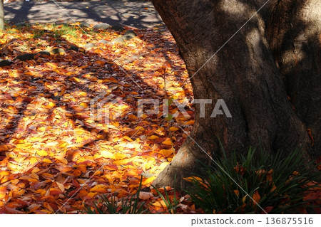 Fallen leaves, red cherry blossom leaves 136875516