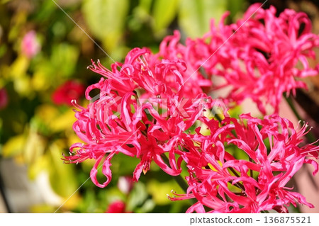 Nerine in full bloom 136875521