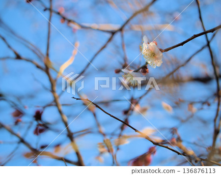 在二月一個陽光明媚的日子裡,淡粉紅色的「八重朝日」梅花競相綻放。 在二月一個陽光明媚的日子裡,淡粉紅色的「八重朝日」梅花競相綻放。 136876113