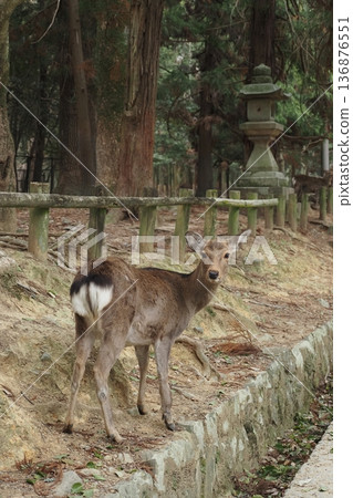 在奈良春日大社附近遇到的鹿 在奈良春日大社附近遇到的鹿 136876551