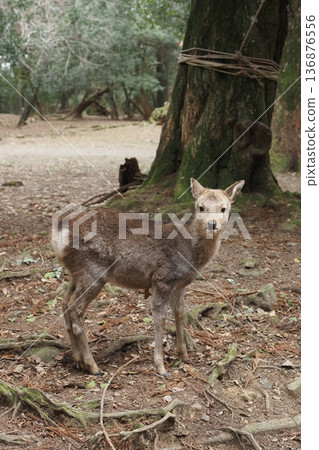 Deer in Nara Park Deer in Nara Park 136876556