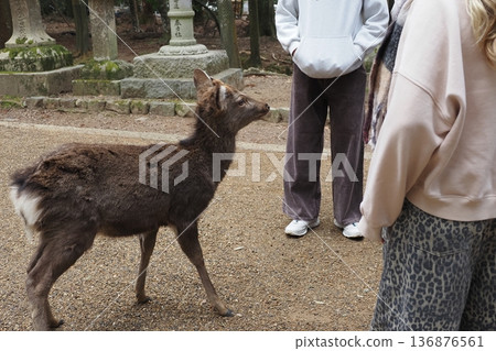 奈良公園裡的鹿和外國遊客 奈良公園裡的鹿和外國遊客 136876561