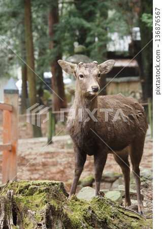 Deer in Nara Park 136876567