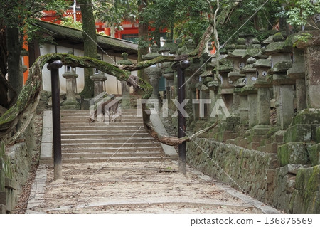 在奈良春日大社附近遇到的鹿 136876569