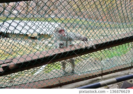 在鬼怒川溫泉猴山,猴子們伸出爪子討要食物。 在鬼怒川溫泉猴山,猴子們伸出爪子討要食物。 136876629