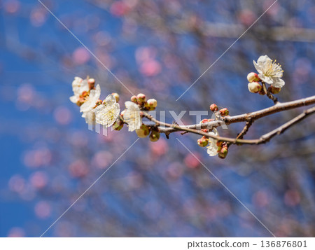 White plum blossoms bloom in early spring [Shirakaga] 136876801