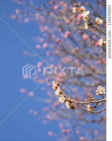White plum blossoms bloom in early spring [Shirakaga] 136876803