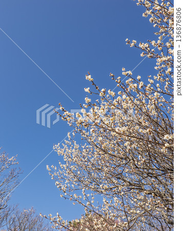 White plum blossoms bloom in early spring [Shirakaga] 136876806