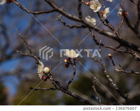 White plum blossoms bloom in early spring [Shirakaga] 136876807