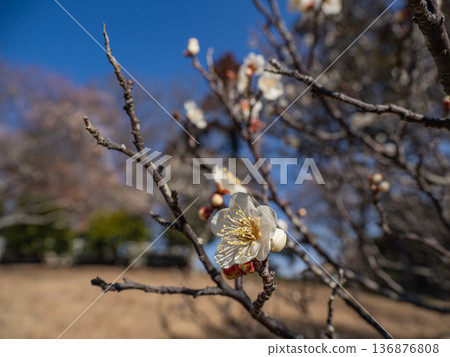White plum blossoms bloom in early spring [Shirakaga] 136876808