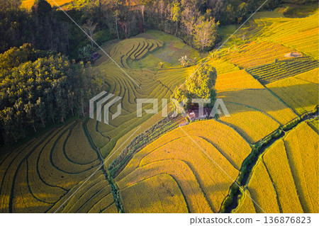 Beautiful morning view indonesia Panorama Landscape paddy fields Beautiful morning view indonesia Panorama Landscape paddy fields 136876823