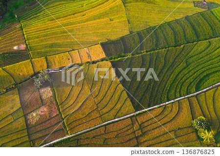 Beautiful morning view indonesia Panorama Landscape paddy fields 136876825