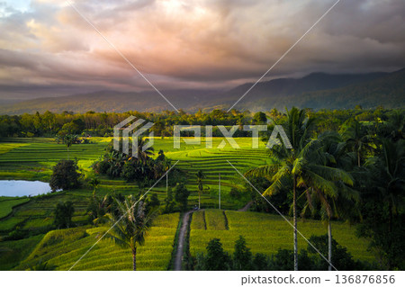 Beautiful morning view indonesia Panorama Landscape paddy fields 136876856