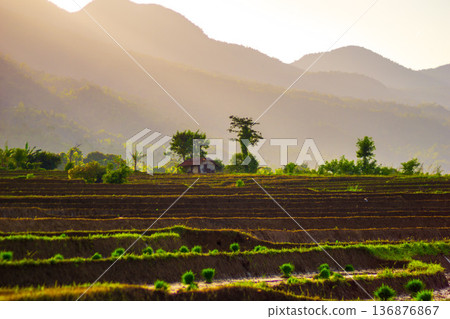 Beautiful morning view indonesia Panorama Landscape paddy fields Beautiful morning view indonesia Panorama Landscape paddy fields 136876867