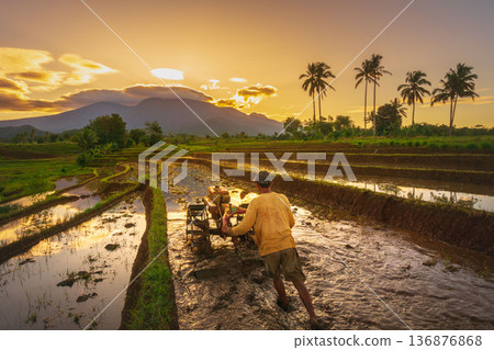 Beautiful morning view indonesia Panorama Landscape paddy fields Beautiful morning view indonesia Panorama Landscape paddy fields 136876868