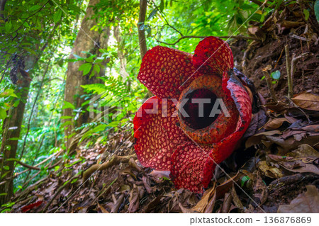 Beautiful morning view indonesia Panorama Landscape paddy fields 136876869