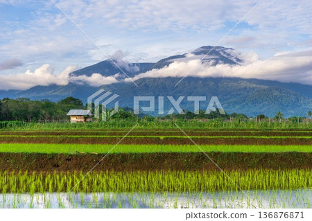 Beautiful morning view indonesia Panorama Landscape paddy fields Beautiful morning view indonesia Panorama Landscape paddy fields 136876871