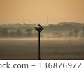 A misty morning with storks A misty morning with storks 136876972