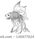 Hand-drawn goldfish with elegant long transparent fins.  136877024