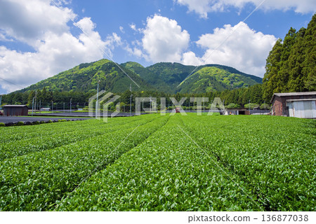 新茶園:水澤茶園(三重縣四日市瑞澤町) 新茶園:水澤茶園(三重縣四日市瑞澤町) 136877038