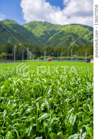 新茶園:水澤茶園(三重縣四日市瑞澤町) 新茶園:水澤茶園(三重縣四日市瑞澤町) 136877056