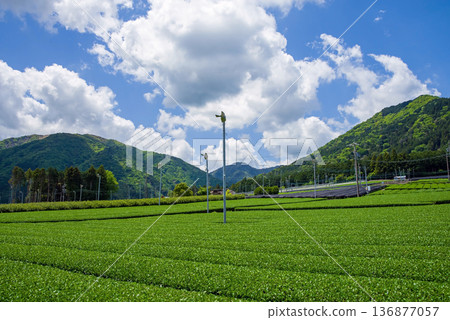 新茶園:水澤茶園(三重縣四日市瑞澤町) 新茶園:水澤茶園(三重縣四日市瑞澤町) 136877057