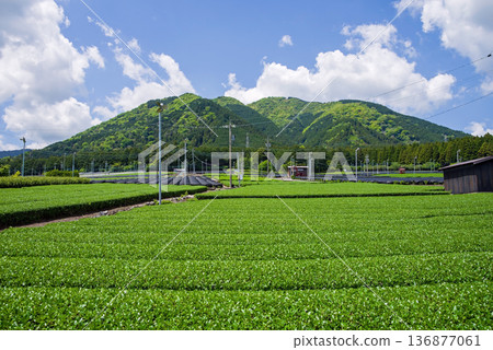 新茶園:水澤茶園(三重縣四日市瑞澤町) 新茶園:水澤茶園(三重縣四日市瑞澤町) 136877061