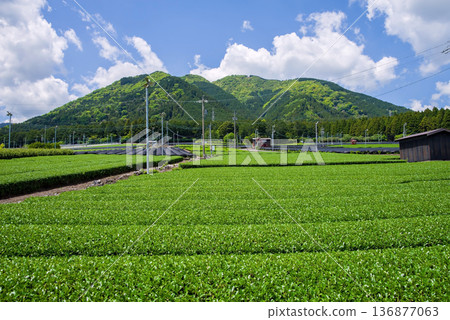 新茶園:水澤茶園(三重縣四日市瑞澤町) 新茶園:水澤茶園(三重縣四日市瑞澤町) 136877063