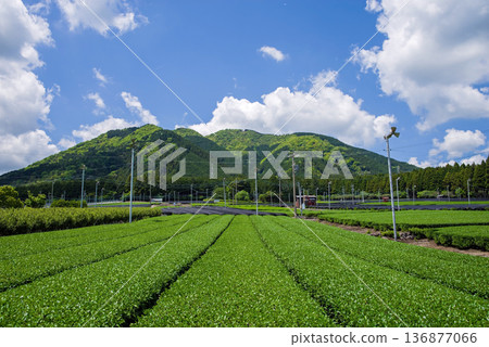 新茶園:水澤茶園(三重縣四日市瑞澤町) 新茶園:水澤茶園(三重縣四日市瑞澤町) 136877066