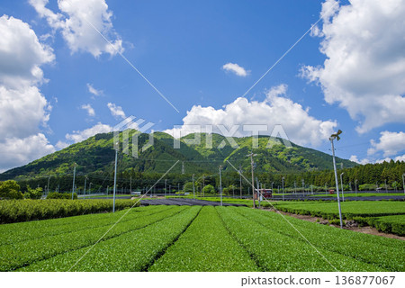 新茶園:水澤茶園(三重縣四日市瑞澤町) 新茶園:水澤茶園(三重縣四日市瑞澤町) 136877067