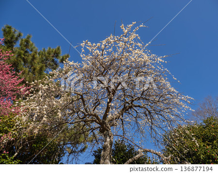 Plum blossoms blooming in early spring: Weeping plum blossoms [Shirataki Shidare] 136877194