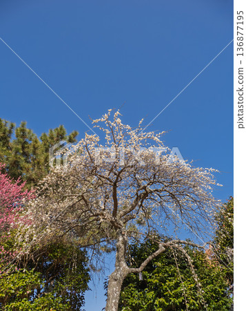 Plum blossoms blooming in early spring: Weeping plum blossoms [Shirataki Shidare] 136877195