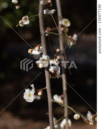 Plum blossoms blooming in early spring: Weeping plum blossoms [Shirataki Shidare] 136877196