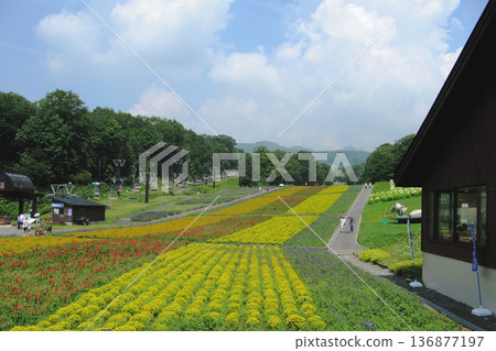 Gunma Prefecture: Colorful border-shaped flower fields [Tanbara Lavender Park] Numata City 136877197