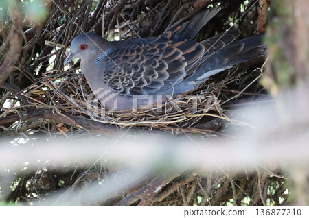 Pigeon nest eggs Pigeon nest eggs 136877210