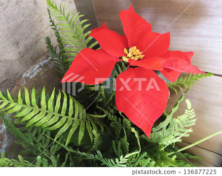 Poinsettia Poinsettia 136877225