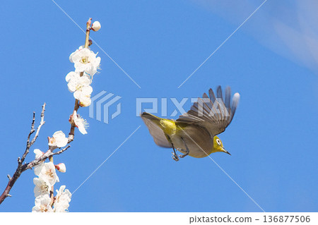 White-eye sucking plum nectar 136877506