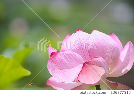 Pink lotus flower Pink lotus flower 136877513
