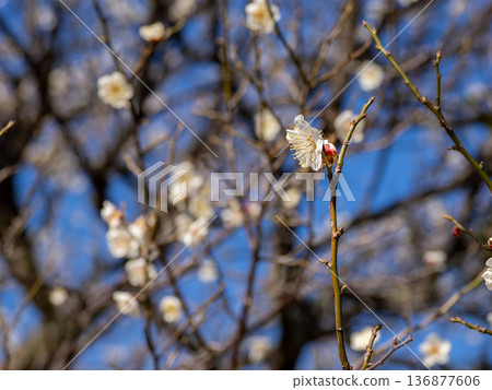 White plum blossoms blooming in early spring [Hamachidori] 136877606