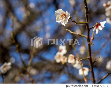White plum blossoms blooming in early spring [Hamachidori] 136877607