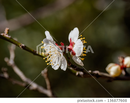 White plum blossoms blooming in early spring [Hamachidori] 136877608