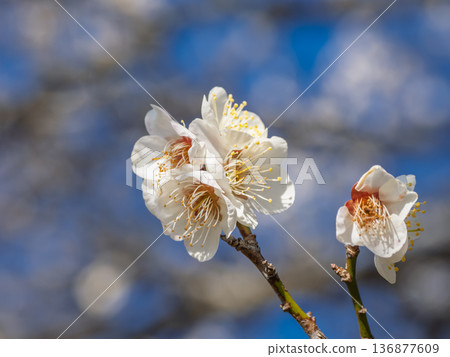 White plum blossoms blooming in early spring [Hamachidori] 136877609
