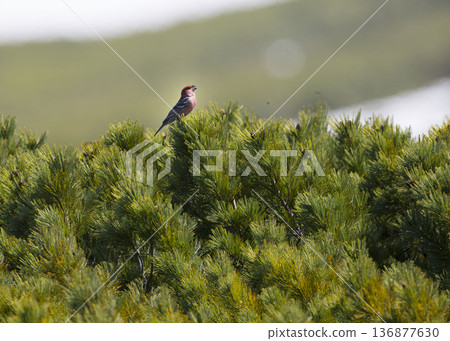 野生銀雀 136877630