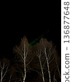 Green light running through the forest at night 136877648