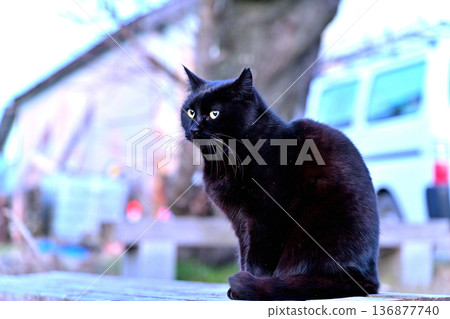 一隻體格健壯的黑貓 136877740