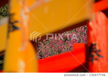 京都梅宮神社的梅花 京都梅宮神社的梅花 136877748